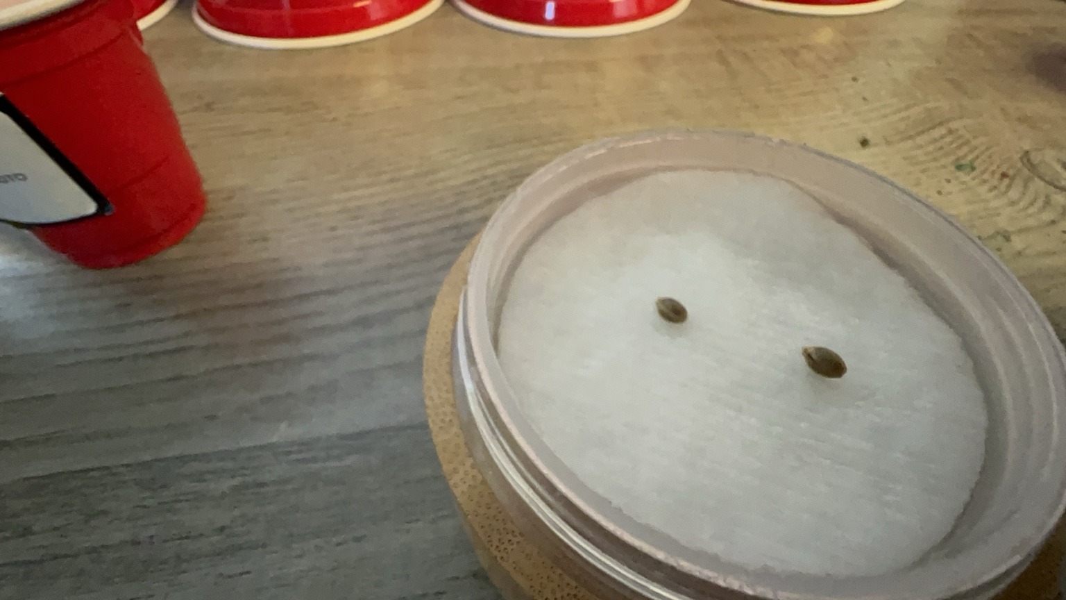 Seeds placed on germination pads